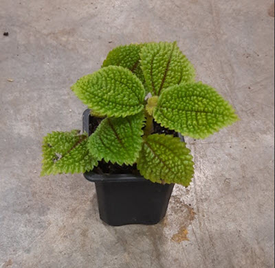 3" Pilea Moon Valley